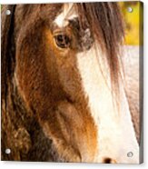 Portrait Of A Clydesdale Acrylic Print