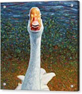 Portrait Of A Goose Acrylic Print