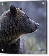 Portrait Of A Grizzly Acrylic Print