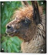 Portrait Of A Llama Acrylic Print