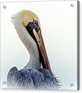 Portrait Of A Pelican Acrylic Print