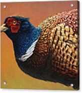 Portrait Of A Pheasant Acrylic Print
