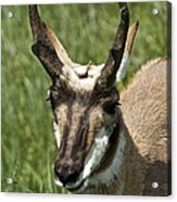 Portrait Of A Pronghorn Antelope No. E0405 Acrylic Print