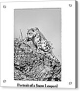 Portrait Of A Snow Leopard Acrylic Print