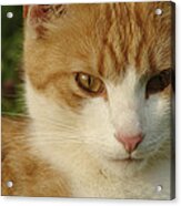 Portrait Of A Stern Looking Cat Acrylic Print