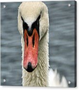 Portrait Of A Swan Acrylic Print