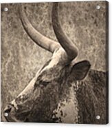 Portrait Of A Texas Longhorn Acrylic Print