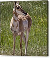 Portrait Of A Young  Pronghorn Antelope No. 0460 Acrylic Print