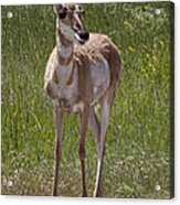 Portrait Of A Young  Pronghorn Antelope No. 0462 Acrylic Print