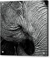 Portrait Of An Elephant Acrylic Print