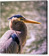 Portrait Of Ardea Herodias Acrylic Print