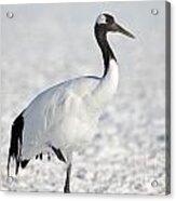 Portrait Of Red-crowned Crane Acrylic Print