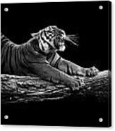 Portrait Of Tiger In Black And White Acrylic Print