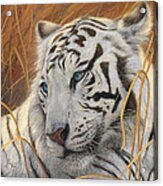 Portrait White Tiger 1 Acrylic Print