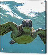 Posing Sea Turtle Acrylic Print