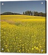 Potlatch Canola Acrylic Print