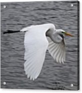 Pretty Bird Flying Around Harbour Acrylic Print