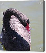 Pretty Black Swan 2 Acrylic Print
