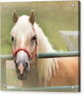 Pretty Palomino Horse Photography Acrylic Print