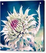 Prickly Thistle Bloom Acrylic Print