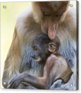 Proboscis Monkey Mother Holding Baby Acrylic Print