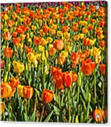 Profusion Of Tulips Biltmore Estate Nc Acrylic Print