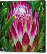 Protea In Pink Acrylic Print