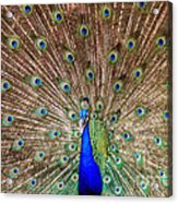 Proud Peacock Acrylic Print