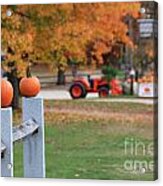 Pumpkin Farm Acrylic Print