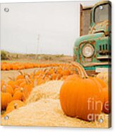 Pumpkin Farm Acrylic Print