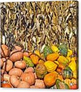 Pumpkins And Corn Acrylic Print