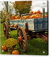 Pumpkins Acrylic Print