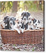 Puppies In Wooden Basket Acrylic Print