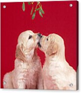 Puppy Dogs Kissing Under Mistletoe Acrylic Print
