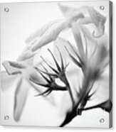 Purity In Black And White Acrylic Print