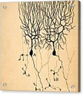 Purkinje Cells By Cajal 1899 Acrylic Print
