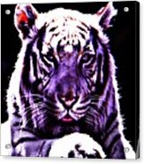 Purle Tiger Acrylic Print