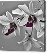Purple And Pale Green Orchids - Black And White Acrylic Print