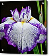 Purple And White Iris Acrylic Print