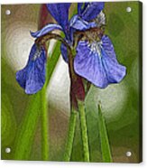 Purple Bearded Iris Watercolor With Pen Acrylic Print