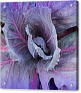 Purple Cabbage - Vegetable - Garden Acrylic Print