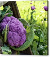 Purple Cauliflower Acrylic Print