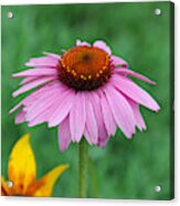 Purple Coneflowers Acrylic Print