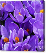 Purple Crocus Acrylic Print