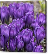 Purple Crocus Flowers Acrylic Print