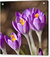 Purple Crocus Acrylic Print