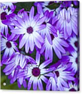 Purple Daisies Acrylic Print
