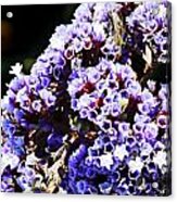 Purple Flowers Acrylic Print