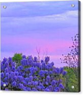 Purple Haze Acrylic Print