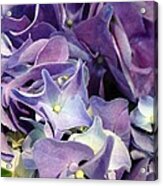 Purple Hydrangeas Acrylic Print